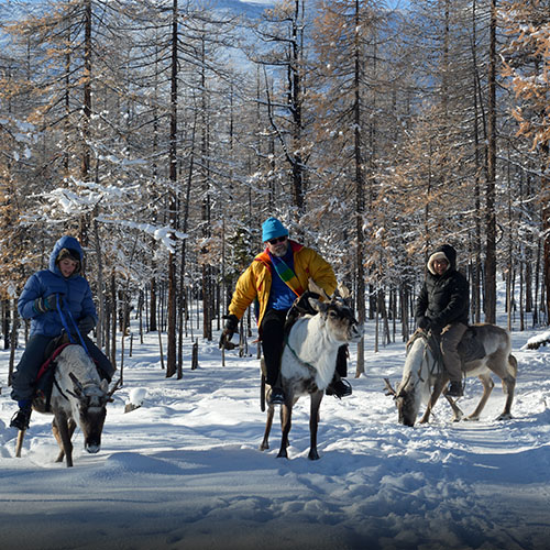 Reindeer riding