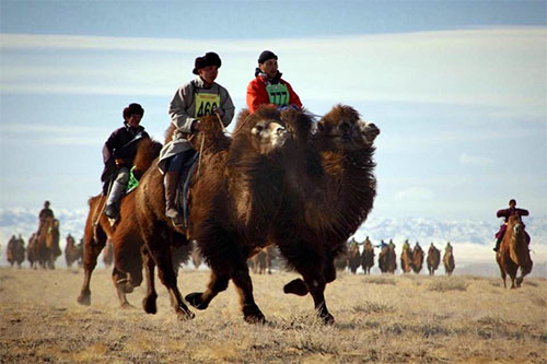 camel racing