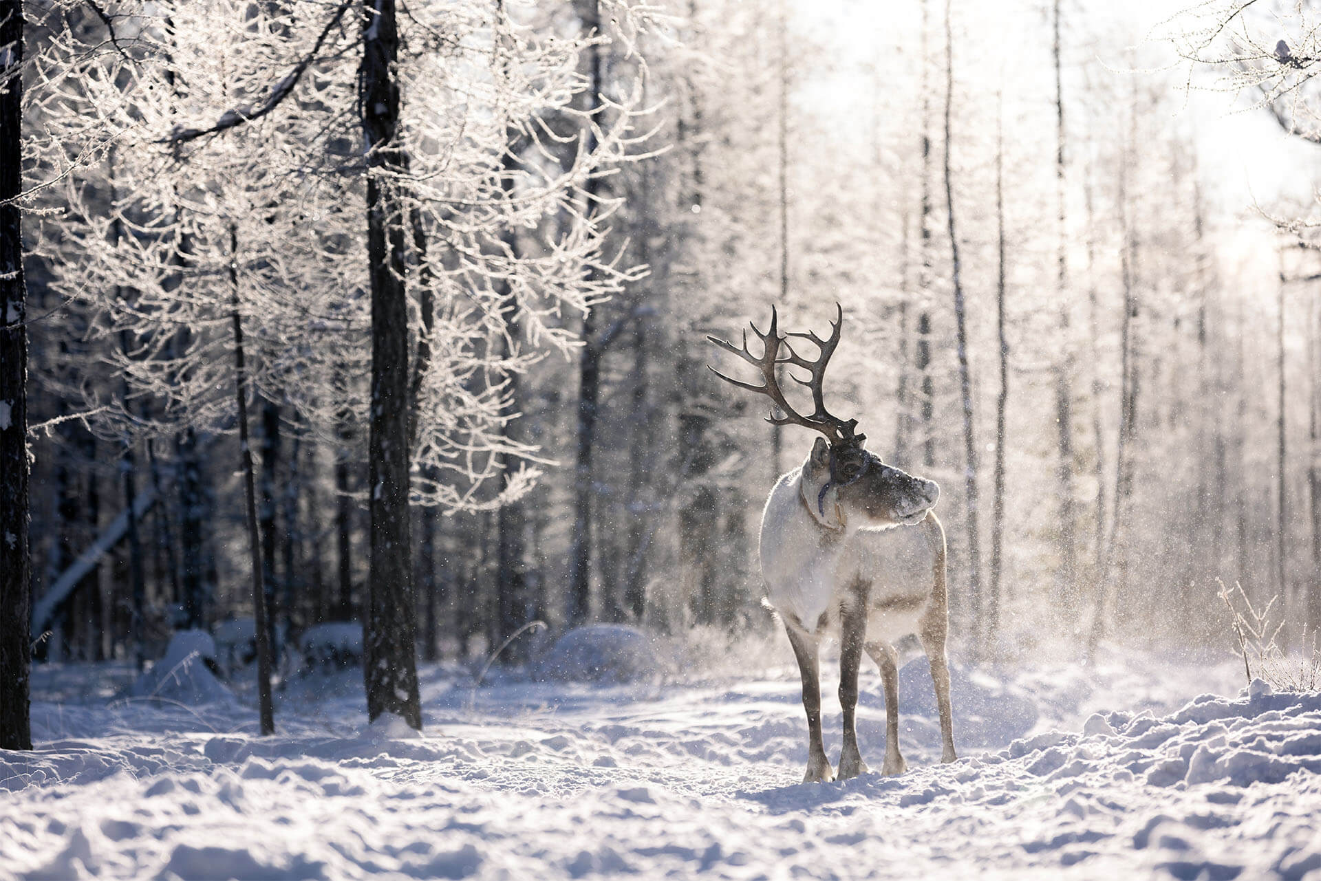 Reindeer